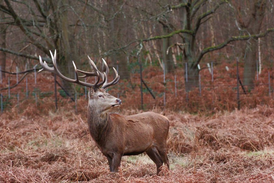 Cerf élaphe mâle aux grands bois ramifiés dans une forêt d'automne
