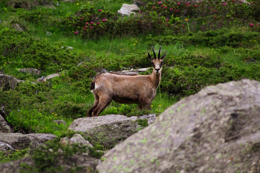 Chamois debout sur une pente herbeuse parsemée de rochers