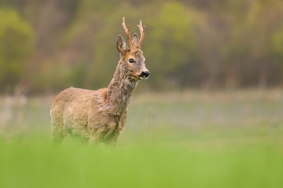 Chevreuil mâle avec de petits bois dans une prairie verte