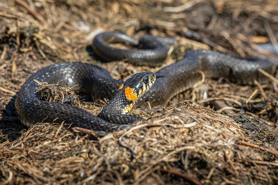 Couleuvre à collier sombre avec un collier jaune derrière la tête