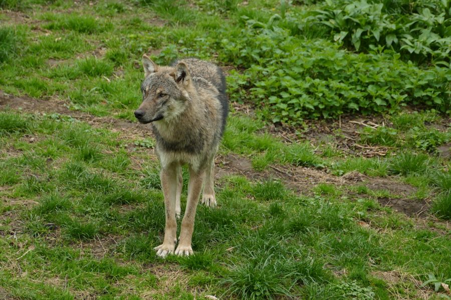 Loup gris debout dans une clairière herbeuse