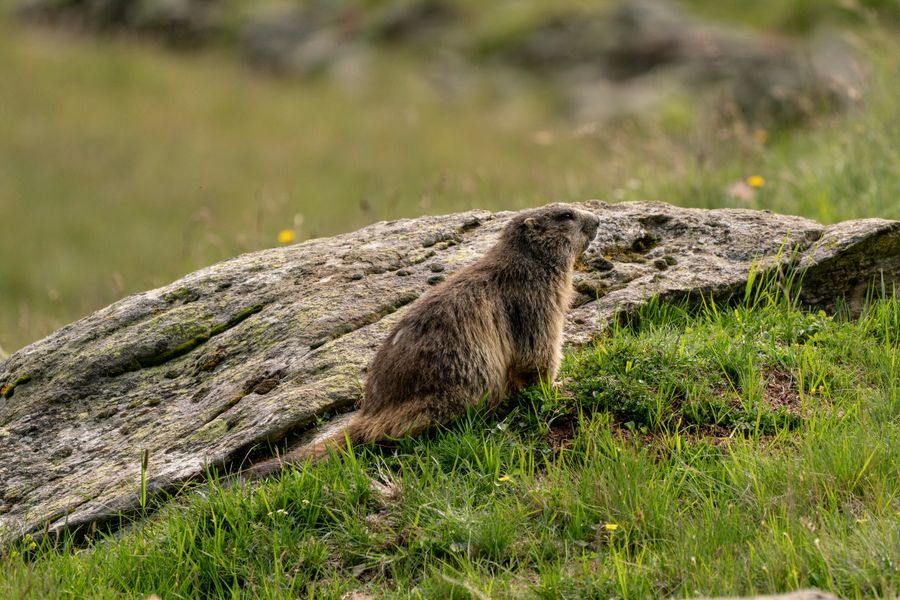 Marmotte des Alpes dressée près d'un rocher dans l'herbe
