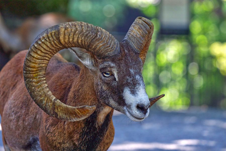 Mouflon mâle aux grandes cornes enroulées en spirale