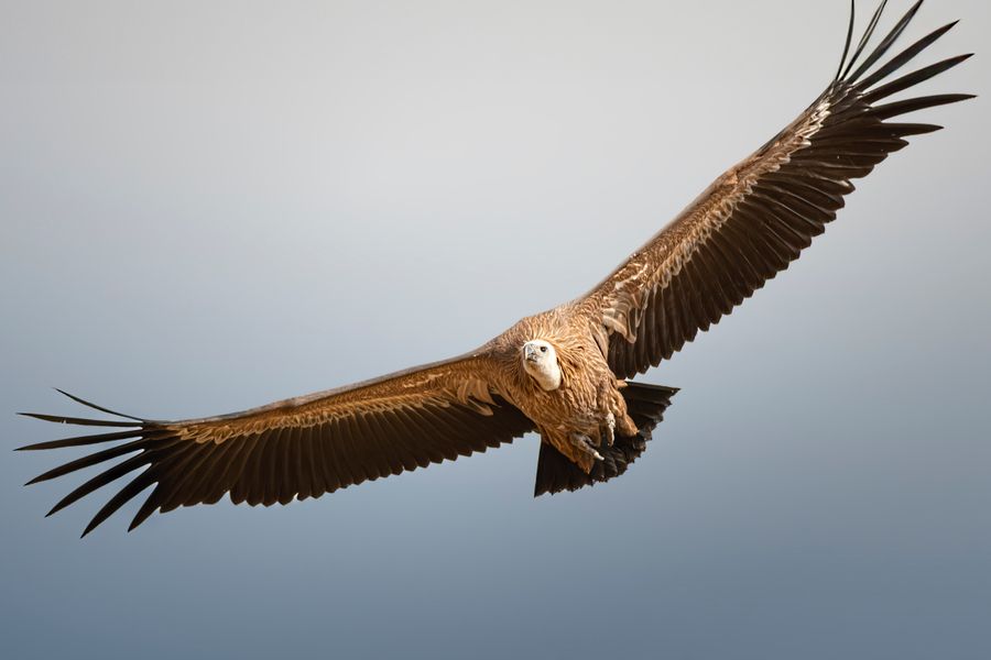 Vautour fauve en vol, ailes déployées