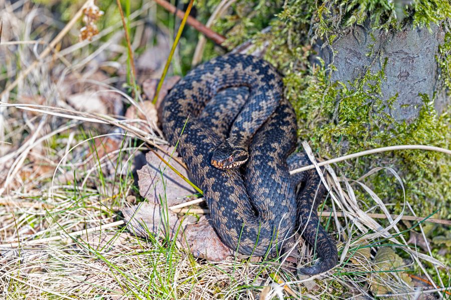 Vipère enroulée dans l'herbe sèche, motif en zigzag sur le dos