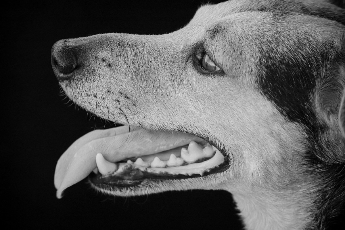 Profil d’un chien la gueule entrouverte, dents et langue visibles, en noir et blanc