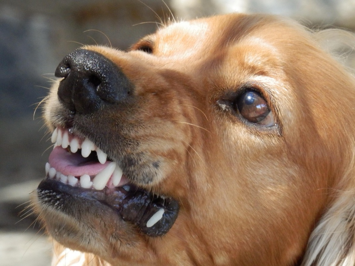 Gros plan sur un chien roux qui retrousse les babines et montre les dents