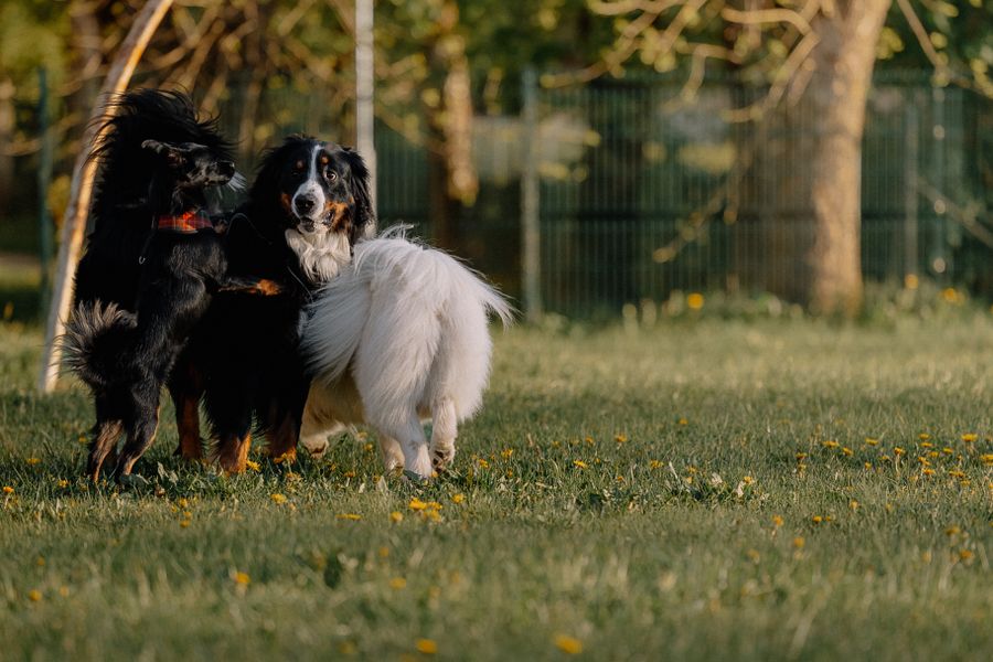 Bouvier bernois, chien noir et spitz blanc jouant ensemble dans un parc ensoleillé