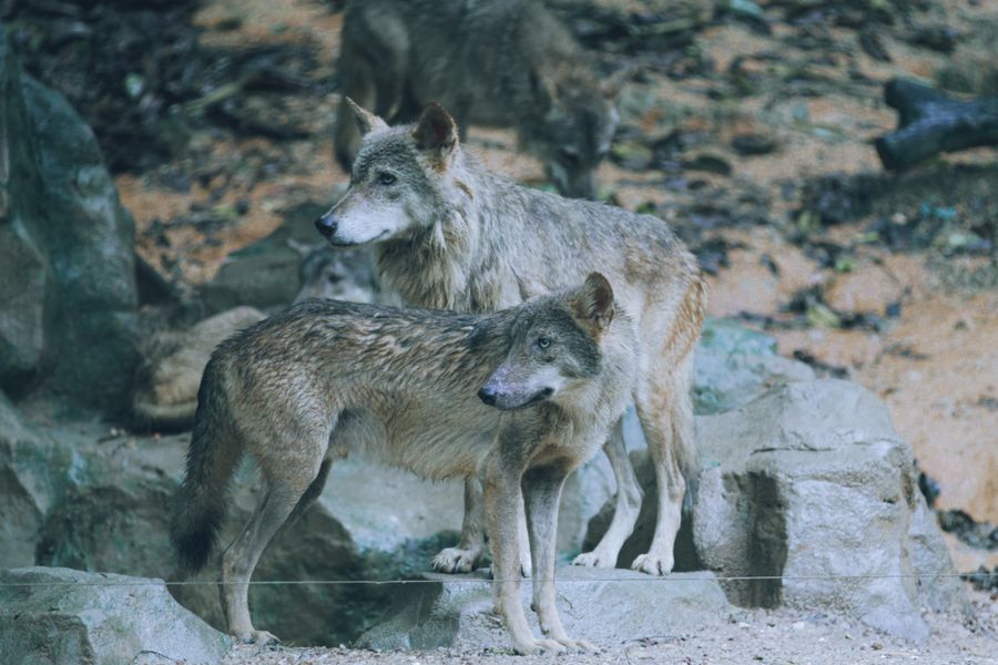 Deux loups gris debout sur des rochers, un troisième en arrière-plan
