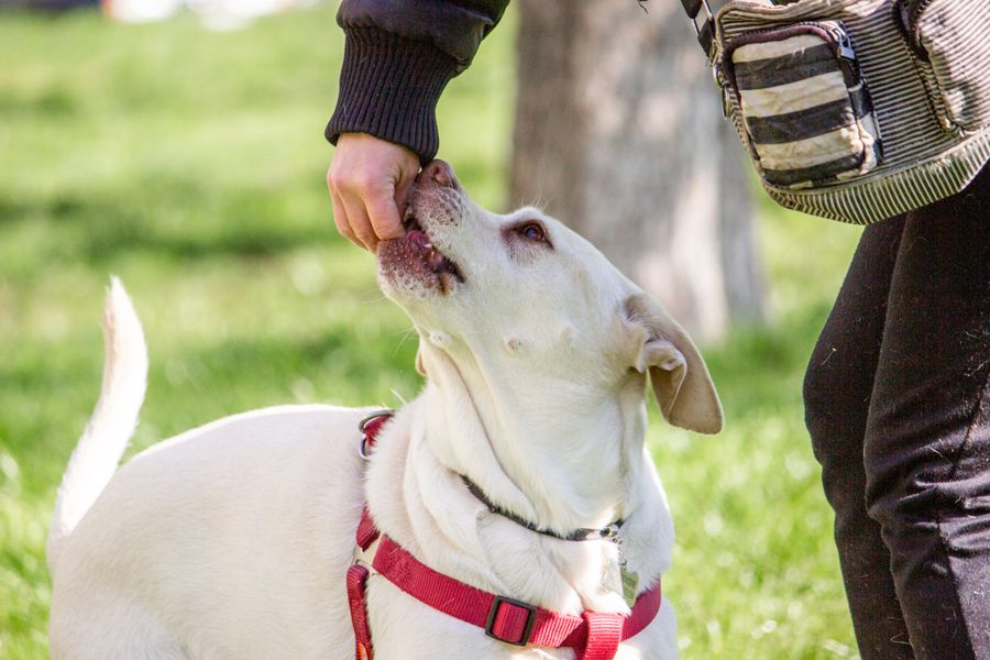 Chien blanc au harnais rouge prenant une friandise dans la main de son maître pendant un entraînement en extérieur
