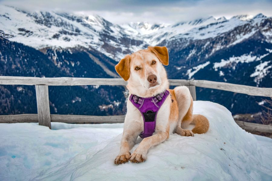 Chien au harnais violet allongé dans la neige devant des sommets enneigés