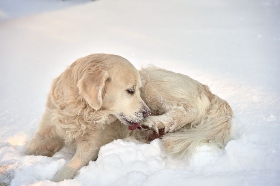 Golden retriever allongé dans la neige en train de lécher sa patte