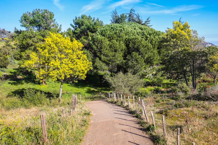 Parc de la Croix des Gardes à Cannes — sentier balisé forêt pins mimosas