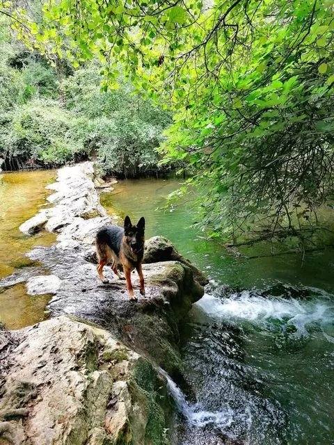 La Brague — rivière Valbonne Biot, balade avec chien