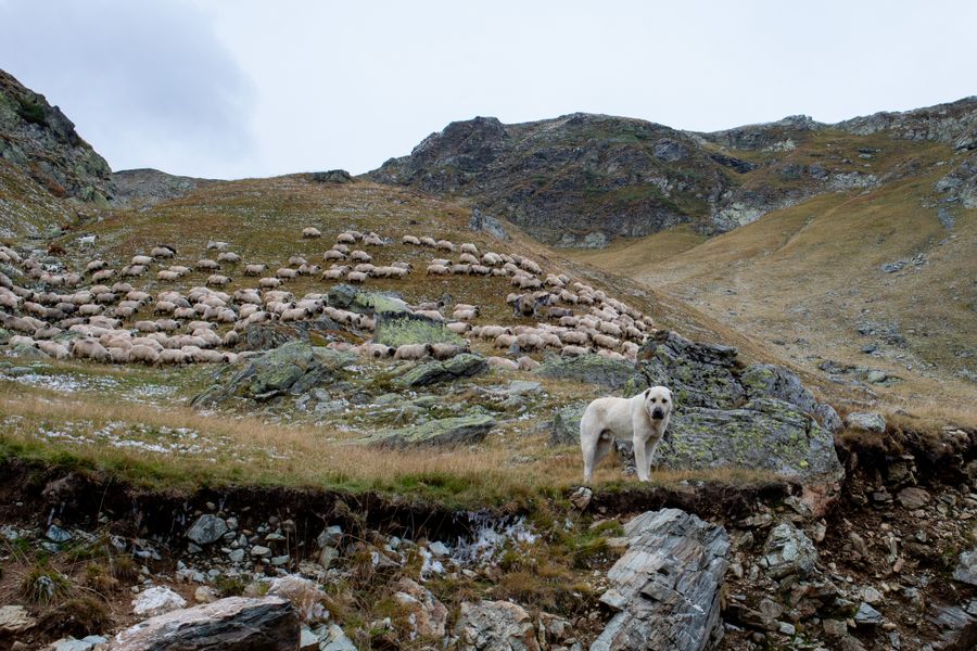 Chien de protection blanc posté devant un grand troupeau de moutons en montagne