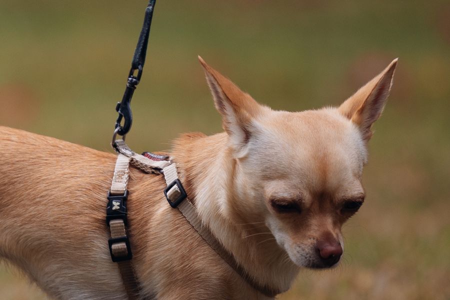 Un chihuahua beige en harnais, la laisse attachée dans le dos, se promène sur l'herbe