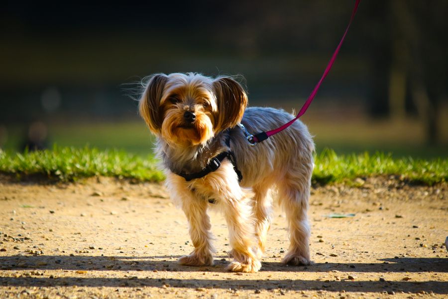 Un yorkshire terrier en harnais, laisse rouge attachée, debout sur un chemin ensoleillé dans un parc