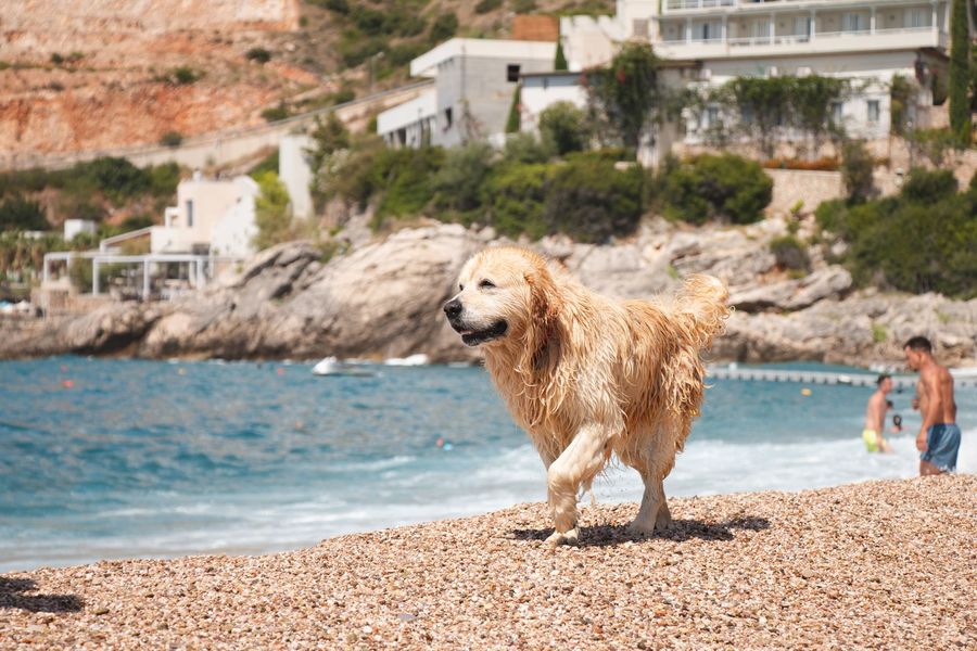 Golden retriever mouillé marchant sur une plage de galets au bord d'une mer turquoise