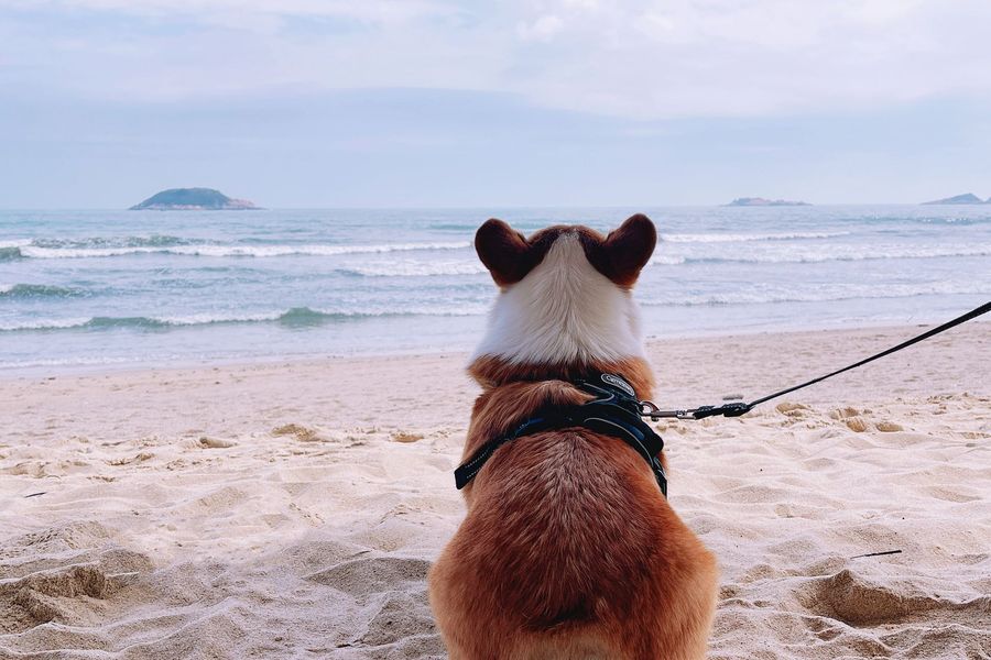 Petit chien en harnais et en laisse assis face à la mer sur une plage de sable