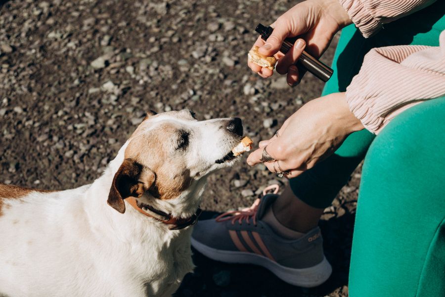 Une main donne un petit morceau de friandise à un Jack Russell en extérieur