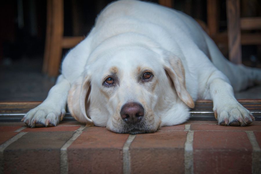 Labrador blanc couché sur un sol de briques, la tête posée entre ses pattes