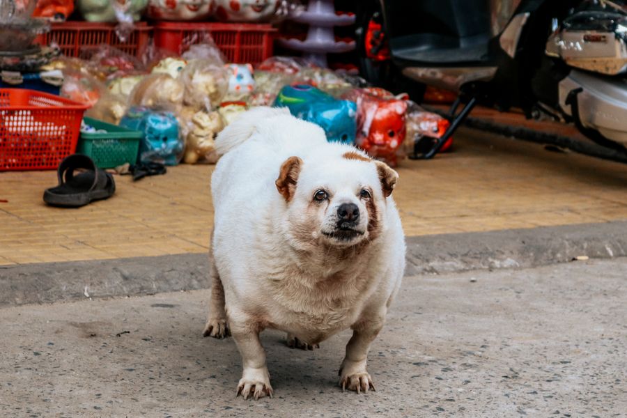 Petit chien blanc et beige très rond, debout dans une rue de marché