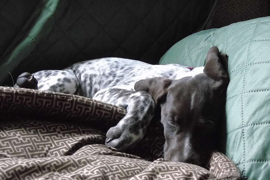 Chiot braque allemand de 10 semaines endormi sur un canapé, la tête sur un coussin