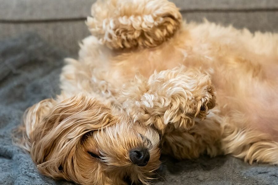 Petit chien au poil bouclé endormi sur le dos, pattes repliées, sur une couverture grise