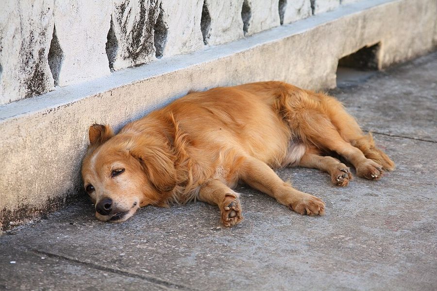Vieux chien roux couché sur le flanc à l'ombre d'un muret, les yeux mi-clos