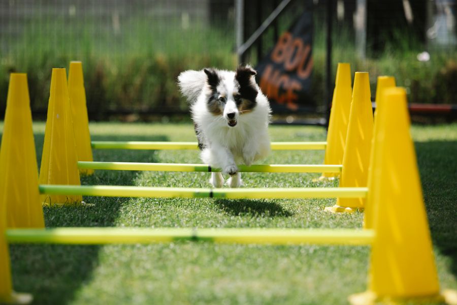 Chien bicolore sautant par-dessus des barres basses posées sur des plots jaunes, sur une pelouse