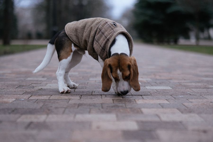 Beagle vêtu d'un manteau, le nez collé aux pavés d'une allée arborée