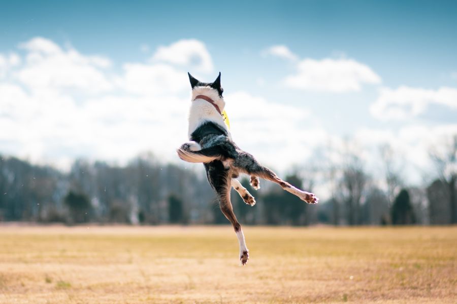 Chien noir et blanc en pleine détente, les quatre pattes en l'air, sur un terrain d'herbe sèche