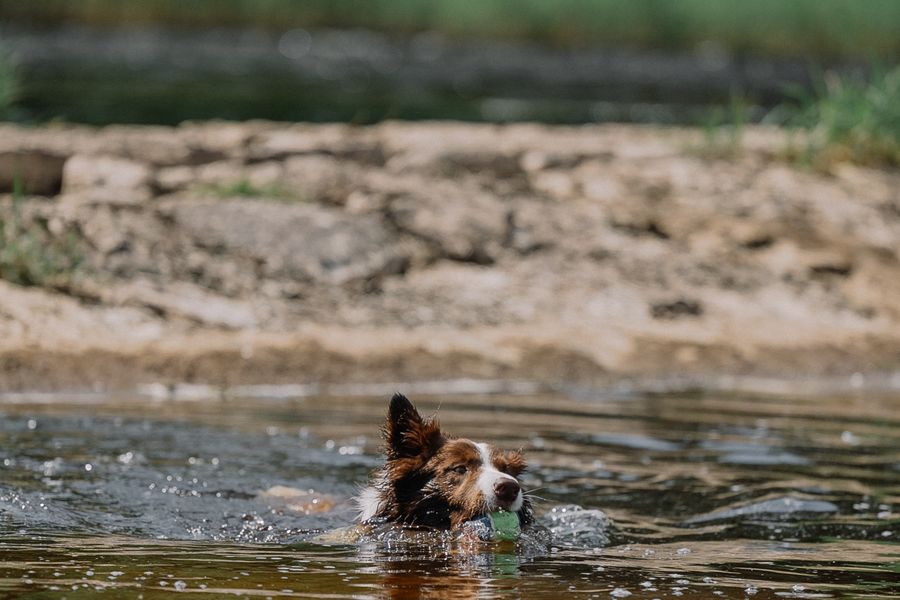 Border collie nageant dans une rivière, une balle verte dans la gueule
