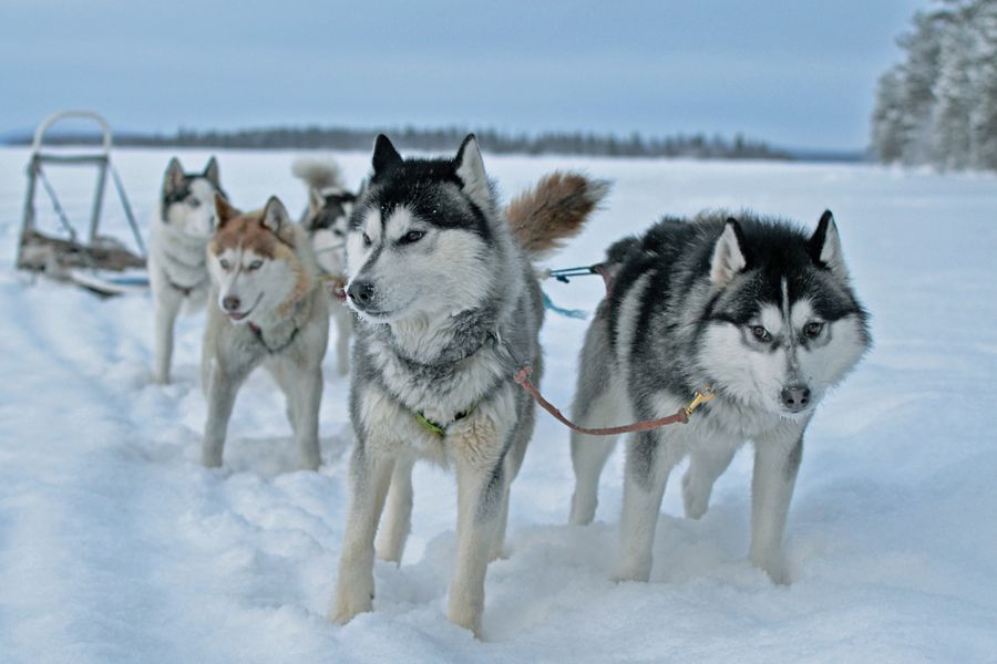 Plusieurs huskies sibériens attelés sur une étendue enneigée, un traîneau en arrière-plan