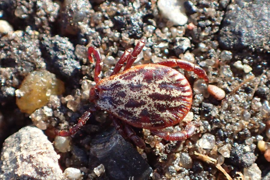 Tique Dermacentor reticulatus mâle avec un bouclier marbré blanc et brun