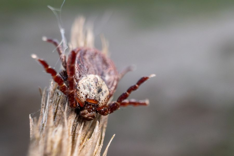 Tique Dermacentor à l'affût au sommet d'une herbe