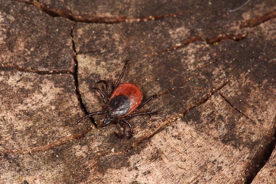 Tique Ixodes ricinus femelle en gros plan, corps rouge et bouclier noir