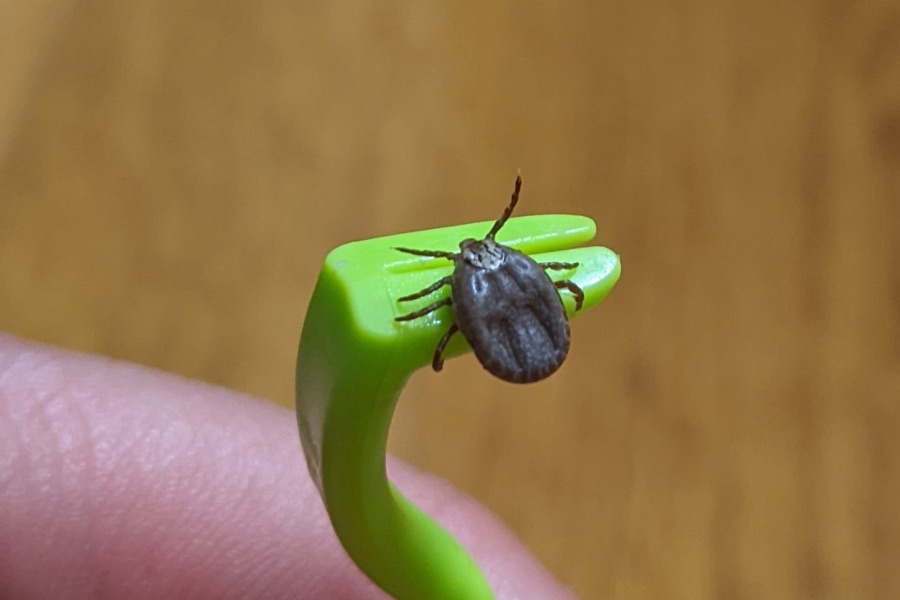 Main tenant un crochet tire-tique vert avec une tique qui vient d'être retirée