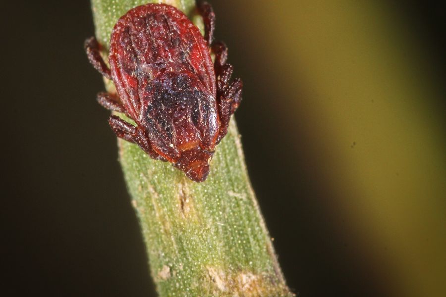 Tique brune du chien, Rhipicephalus sanguineus, photographiée en Provence