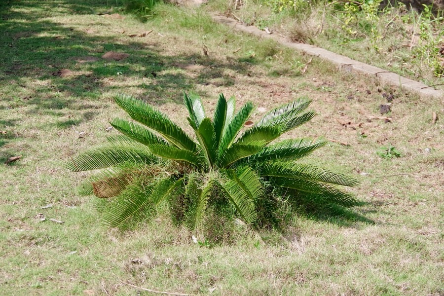 Jeune cycas du Japon (Cycas revoluta) aux feuilles en rosette dans une pelouse