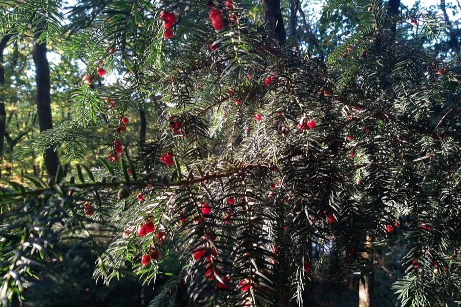 Branche d'if (Taxus baccata) aux aiguilles sombres et petites baies rouges