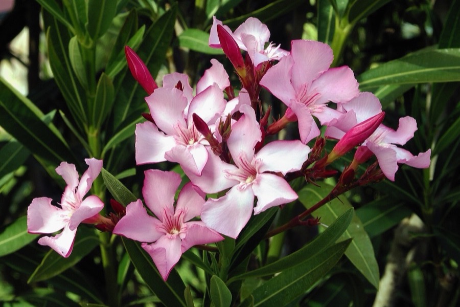 Fleurs roses et feuilles allongées de laurier-rose (Nerium oleander)