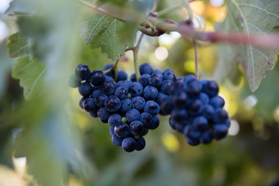 Deux grappes de raisin noir sur la vigne