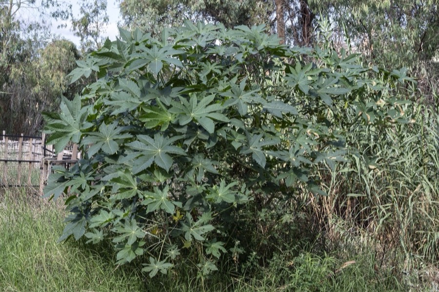 Grand plant de ricin (Ricinus communis) aux feuilles palmées en bord de terrain