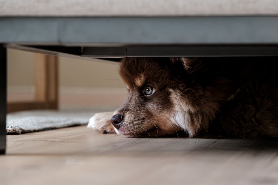 Chien à poil long caché sous un canapé, la tête posée au sol