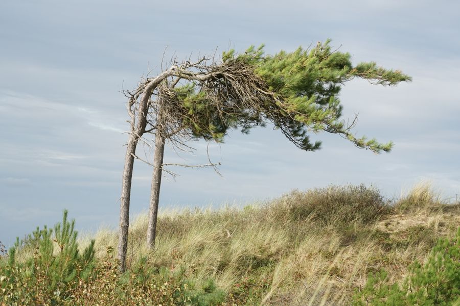 Pins courbés par le vent au sommet d'une dune herbeuse sous un ciel gris