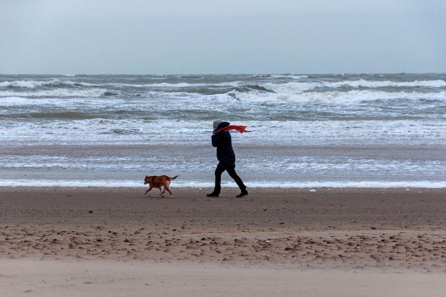 Personne marchant avec son chien sur une plage balayée par un vent fort, vagues blanches en arrière-plan