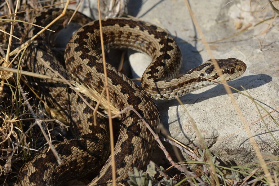 Vipère d'Orsini, petit serpent gris-beige avec un zigzag brun continu sur le dos