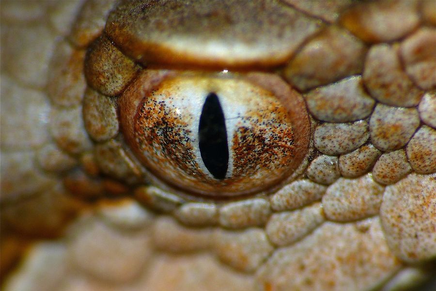 Gros plan de l'œil d'une vipère aspic avec sa pupille verticale en fente