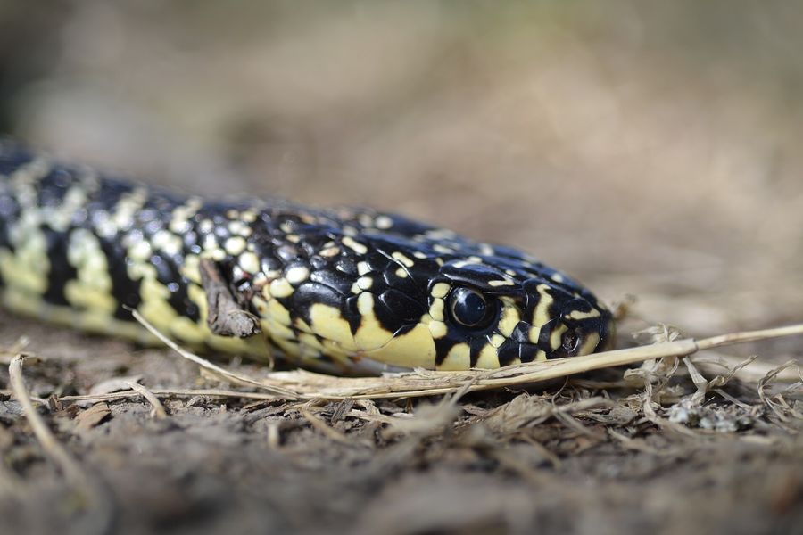 Couleuvre verte et jaune au corps noir tacheté de jaune